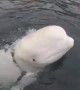 Beluga whale found wearing mysterious harness