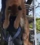 Cougar gets saved from a tree in British Columbia