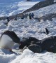 Antarctic Selfie with a Baby Gentoo Penguin