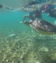 Swimmer rescues turtle trapped by rope at beach in the Philippines
