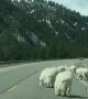 Mountain Goats Block the Road in Jackson Hole Wyoming