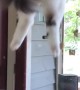 Cat Climbs Door in One Easy Step