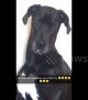Dog or mouse? Great Dane destroys toys to play with just the squeakers
