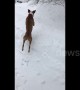 A snowy great time! Dog in Maine dives face first into snow pile