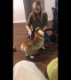 Vacuum cleaning! Corgi loves getting his fur hoovered