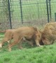 Lion gets head stuck in feeding bin at the zoo