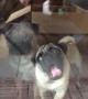 Perfect Pugs