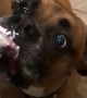 Dog Devours Whipped Cream