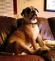 Boxer dog argues with owner about sofa privileges