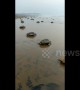 Sea turtles thrown ashore by big waves of Cyclone Fani