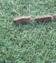 Long Line of Connected Caterpillars
