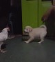Puppy and Chicken Have Adorable Play Session