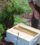 Bee Expert Removes Swarm Without Protective Clothing