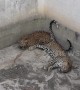 Two young leopards rescued from water tank in India