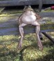 Bullfrong on a Bench