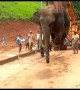 Forest officials rescue wild elephant and crane him off to sanctuary in east India