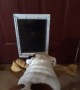 Bulldog fails to get bone through the doggy door