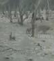 Fearless dog fights a wild lion in India