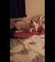 Rescue dog's priceless reaction after experiencing bed for first time