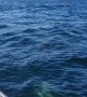 Dall Porpoises Frolic with Fishing Boat