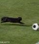 Super cat scores epic soccer goal
