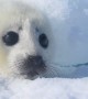 Precious Harp Seal Pup Relaxes in the Snow