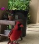 Wild Cardinal Eats Peanut Out of Man's Hand