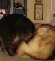 Cat hilariously decides to sleep on top of husky dog