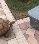 "Out of my way, box!" Tortoise rams plastic container