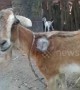 Indian farmer shocked after goat grows bizarre third horn from its shoulder