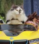 Cool cat drives three chihuahuas around in toy car