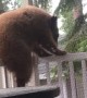 Curious Bear Cub on the Porch