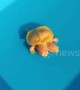 Rare two-headed albino turtle valued at 32,000 dollars