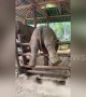 'Adventurous' baby elephant in Thailand gets stuck on sanctuary fence