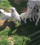 Dalmatian proudly jumps into puppy pen to bond with his kids