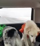 Dog Tries to Get a Taste of Windshield Wiper