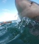 Insane up-close footage of Great White Shark
