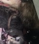 The Possum Living in My Grill had Babies