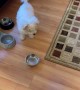 Hangry Dog Throws Bowl at Human