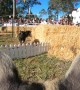 Piglets Find the Finish on Field Day