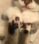 Precious Kitten Falls Fast Asleep While Playing