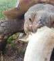 Hungry tortoise happily snacks on fresh banana