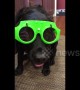 US dog gets ready for the rain in windshield wiper glasses