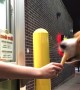 Doggo Eviscerates Ice Cream Cone