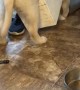 Puppy Finds Himself in Quite the Predicament