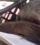 Sloth Enjoys Book Reading Session