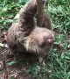 Baby Sloth Rescue Makes Precious Sounds