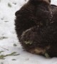 Female Grizzly Bear Plays in Spring Snow