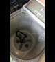 'Just ssstopping in for a wash!' Snake found in washing machine by housewife