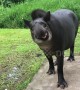 This tapir "smiling" in slow motion is hilarious